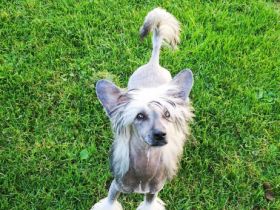 Shanti, Wunderschone Hundin mit Zuchtzulassung!