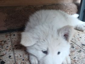 Aus unserem Wurf suchen noch 2 Langstockhaarrüden ihren