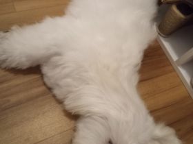 Hundefreunde. Ich heiße Max und bin sieben Monate alt.