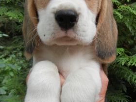 Reinassige Beaglewelpen in liebevolle Hände abzugeben.