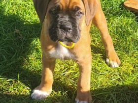 Hallo...Unsere wunderschöne Boxerhündin Thara hat am 31