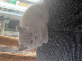 4x BKH Kitten in Lilac und Blue Gesund, entwurmt,