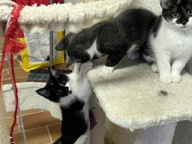 Am 1.06.2022 hat unsere hübsche Gisel 5 gesunde Kitten