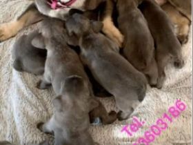 Hallo, unsere Frida hat am 20.06 2022 10 wunderschöne