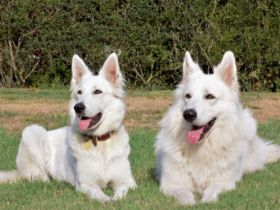 Anfang Oktober erwarten wir einen Wurf von unserer