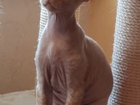 Wunderschöne Devon Rex Babies können umziehen. Vanillo