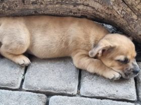 Ab dem 31.08.2022 haben wir noch zwei süße Mädchen