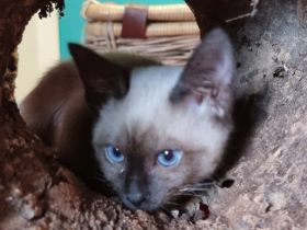 Süße Katzenwelpen suchen teilweise ab sofort ein neues,