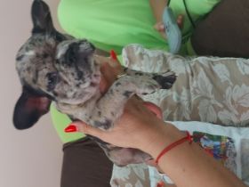 kleine französische Bulldogge, derzeit 9 Wochen alt,