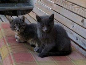 Leider müssen wir unsere ca. 12 Wochen alte Katze 