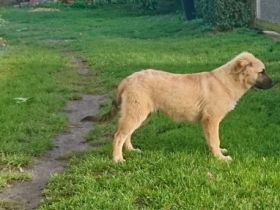 Beschreibung Reinrassieger, altdeutscher