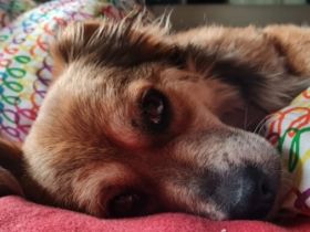 Der kleine Jacques sucht seine Menschen! Er befindet