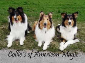 Collies of American Magic