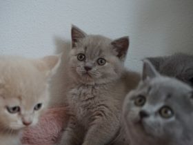 Unsere Britisch Kurzhaar Dame "Layla" in Blau/Creme 