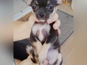 Wir bieten 3 zuckersüß Welpen an. Die nun bald