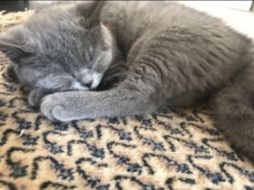 Unsere Katze hat 5 gesunden,schönen Kitten am 27 April