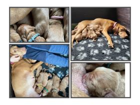 Magyar Vizsla-Kurzhaar Welpen mit Ahnentafeln (FCI)