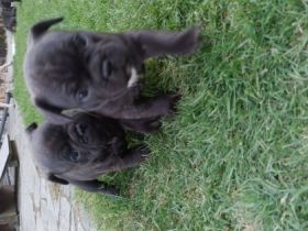 Unsere kleinen Franzosen wurden am 7.7.22 auf