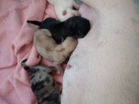 Es war nicht geplant, aber nun sind unsere Babys da!