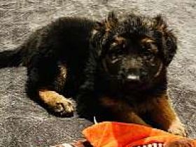 Schwarz-brauner deutscher Schäferhund