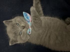 Unsere liebevolle und fürsorgliche Katze hat am 04.07