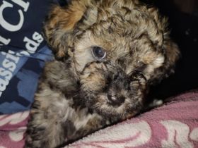 Unsere Rasselbande ist am 10.08.2022 auf die Welt