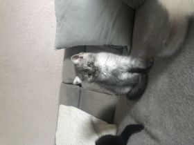 Wir haben aus einem 7 Wurf noch 2 kleine Kater und 1