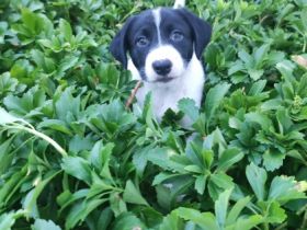 Hallo ..gerne dürfen unsere 4 Welpen jetzt eine neue