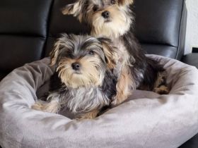 Zwei zauberhafte kleinbleibende Mischlingsrüden suchen