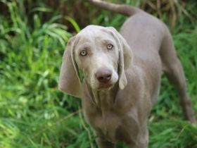 Wie suchen auf diesen Weg ein neues zu Hause für 5