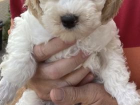 Zwergpudel Welpen… 1Rüden in Apricot tierärztlich