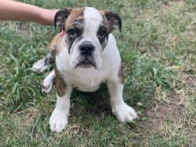 Hallo, Hiermit sucht 1 Wunderschöne (Reinrassige),