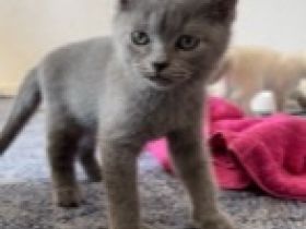 Unsere Bkh Katze Mimi hat 4 kerngesunde und zuckersüße