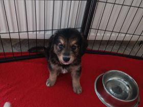 Unserer Hündin hat am 21.06.2022 Ihre Welpen bekommen,