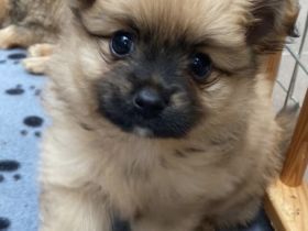 Pomeranian / Toy Welpen Ab Ende August suchen drei