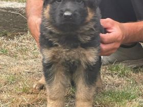 Die kleine ist jetzt 8 Wochen alt und Hört auf den