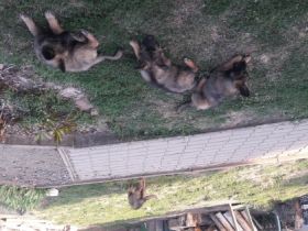 3 Mädels suchen ein neues liebes Zuhause . Sie sind