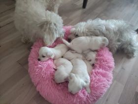 Unsere kleine prinzessin ust 6 zuckersusse welpen zur