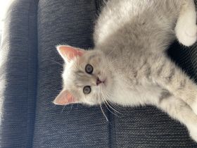 Meine wunderschöne Lucy hat am 24.05.2022 3 Kätzchen