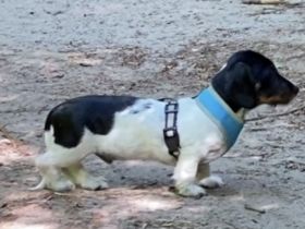 Suchen sie vielleicht etwas besonderes in Kurz oder