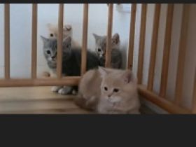 Reirassige British Kurzhaar Kitten, wunderschön