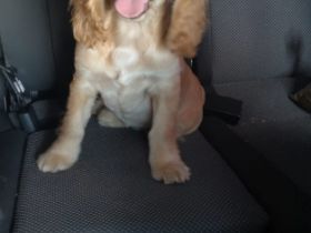 Amerikanischer Cocker Spaniel, Welpen