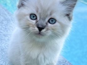 Wir haben 6 wunderschöne Ragdoll Kitten in den Farben: