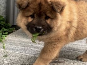 Suche aufgrund schwerer Allergie,für meinen kleinen