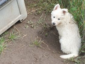 Unsere Heaven hat uns am 14.05.2022 5 Engelchen