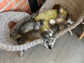 Unsere 2 reinrassigen Sibirischen Katzen (mit Stammbaum