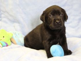 Labradorwelpen in schwarz und braun mit Ahnentafel