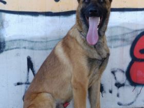 Eddy, Malinois Rüde 1 Jahr alt Ein sehr junger,