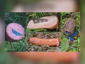 Anti-Giftköder-Training     Training für „Draußen-Staubsauger“