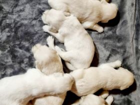 Hallo, Golden Retriever, Welpen